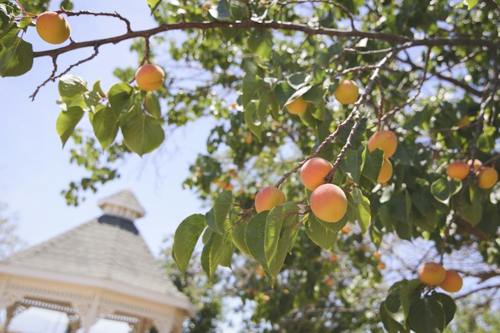 Peaches
